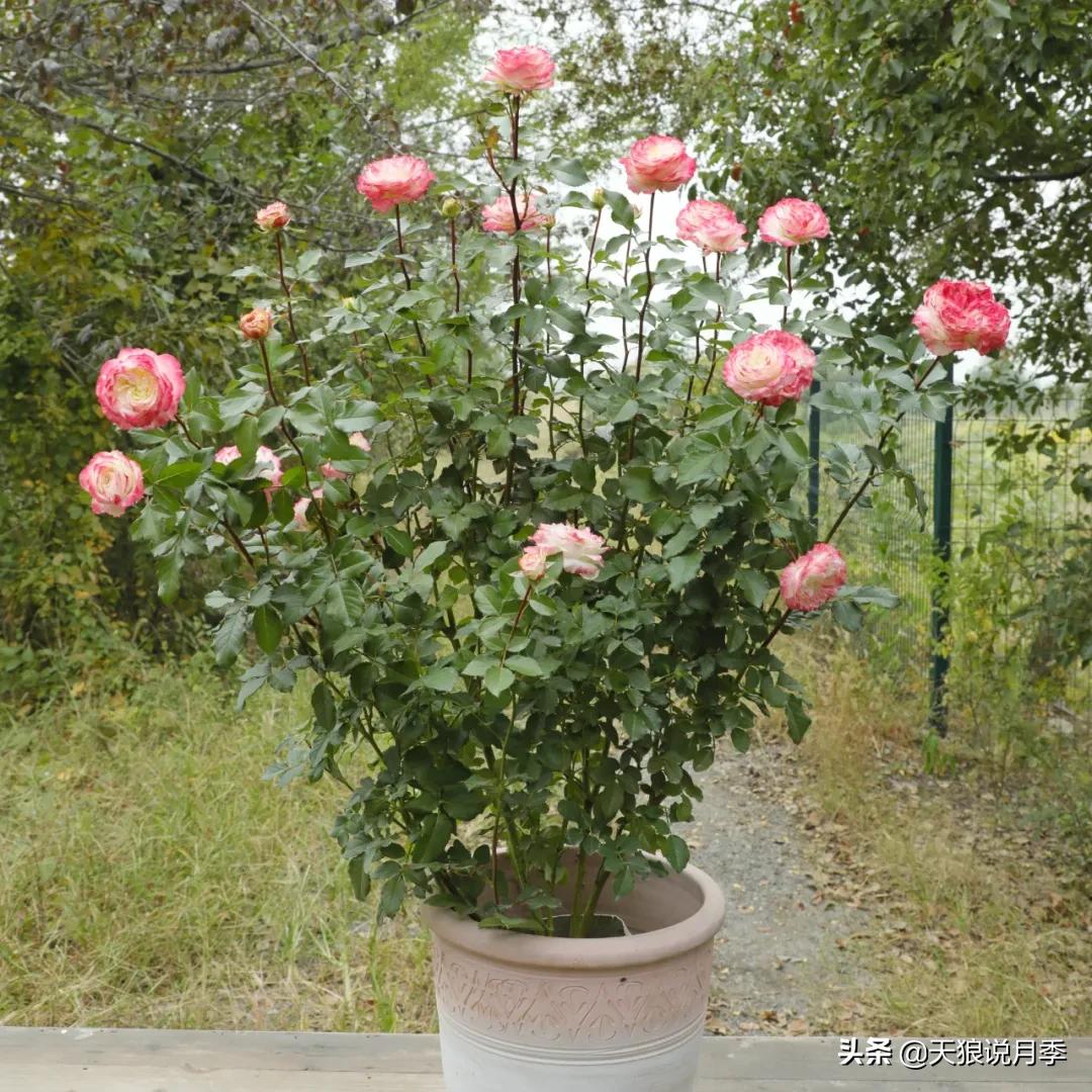 人家最美四月天，天狼自育终于打折了！15个品种供你宠信。