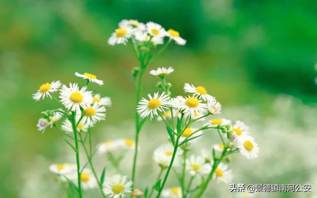 愿你过得好的诗词,苦尽甘来不负年华不负卿什么意思