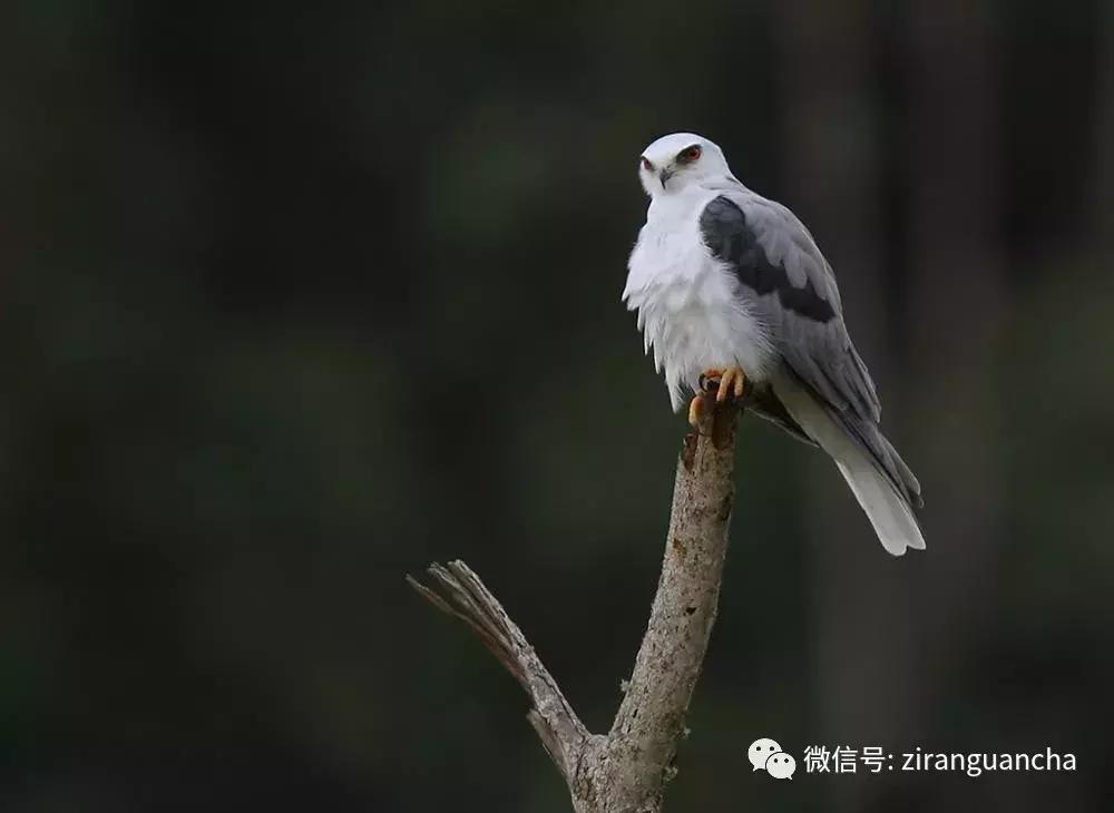 睁大眼睛，别以为它们都是一种鸢