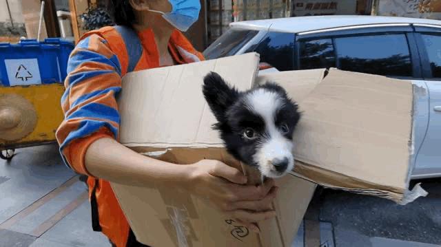 卡布：来自一只三个月大的边境牧羊犬，一封遗留在人间的草稿