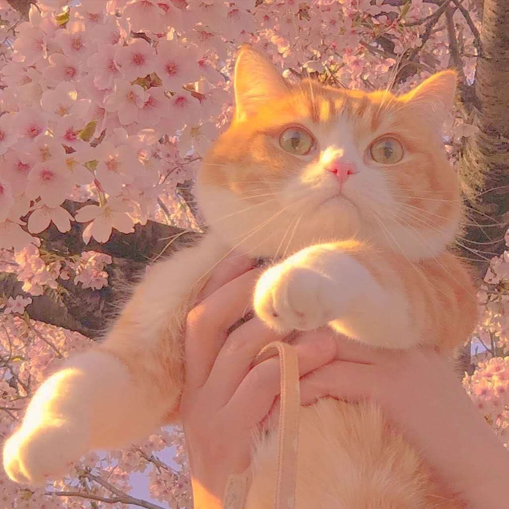 日本人太细致了吧！一句谢谢有这么多说法以为只有“啊里嘎多”