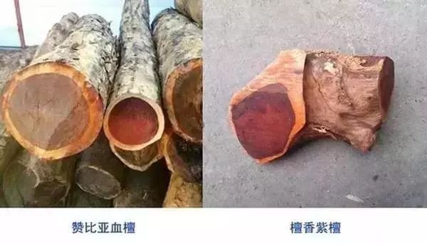 紫檀只戴11个珠子行不行,紫檀只有棕眼牛毛纹