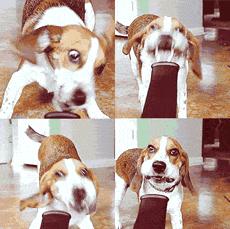 柯基屁股蓄水能力这么强，给狗狗洗澡该注意什么？