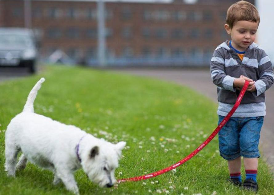 狗狗有哪些表现说明被你养熟了,狗狗有了吃的就不管主人了怎么办