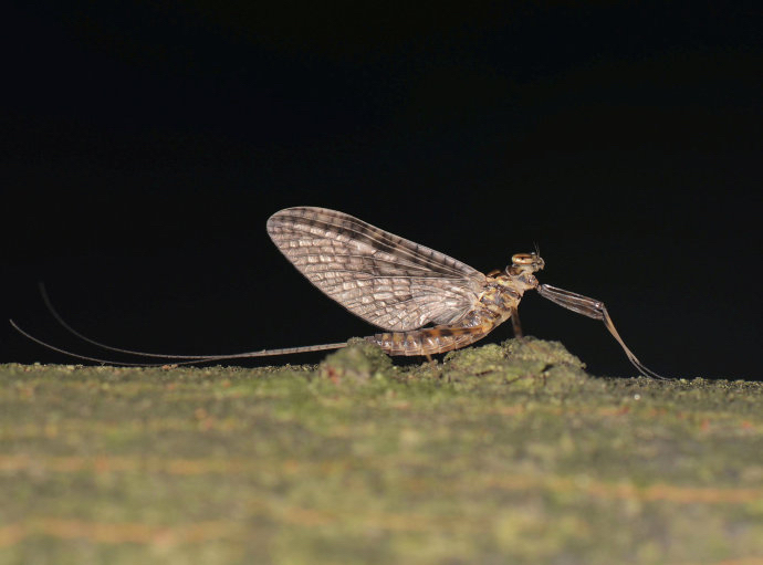 河南邓州惊现飞虫集聚，被传为“涨水蛾”，它们的出现意味什么？