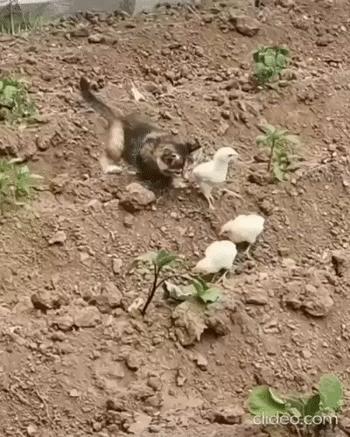 每日一笑998,每日一笑精彩评论