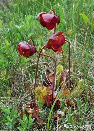 加拿大的国花是什么花,加拿大的国花国树图片