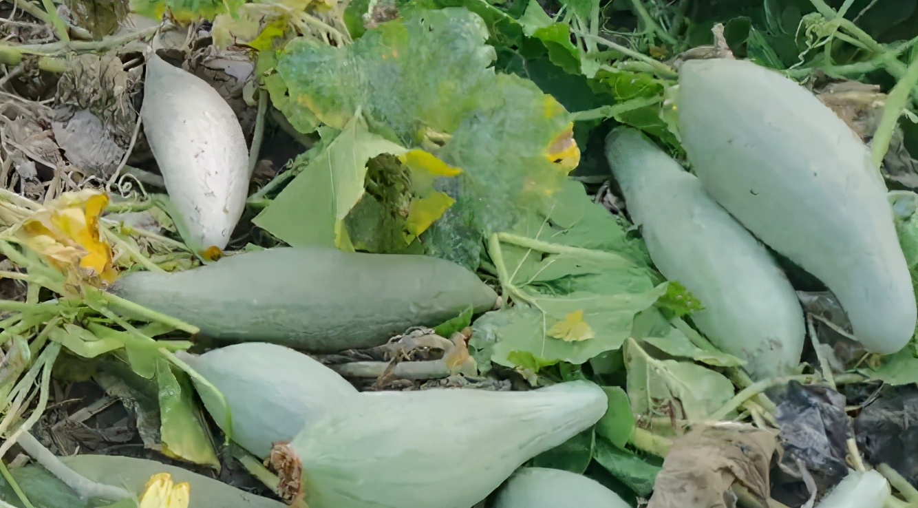 南瓜如何整枝打杈留瓜讲解图,南瓜长到2米长后怎么样整枝打叶