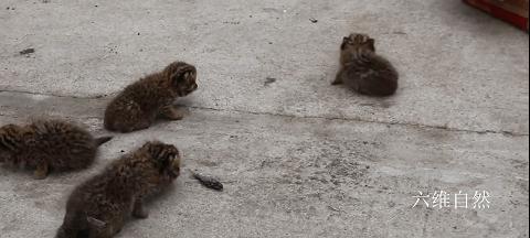 黑龙江一村民发现狐狸,黑龙江村民发现一窝小山狸子