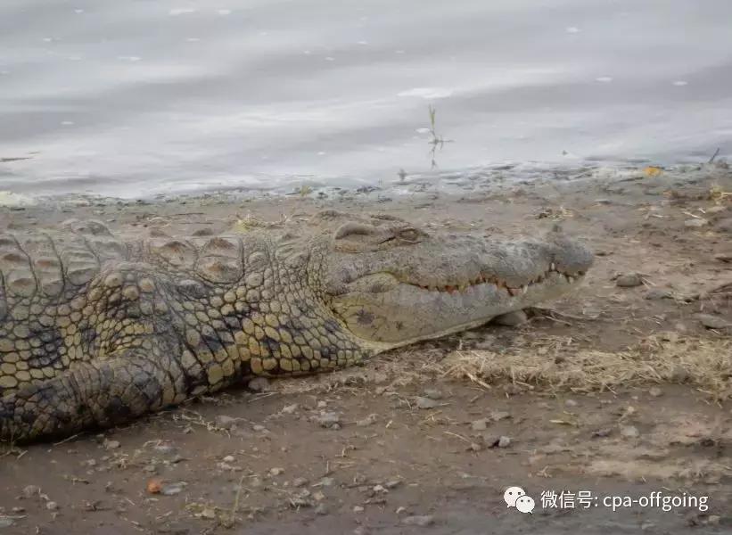 这个野奢的国度,欧美、日韩人都爱去,为何我们国家没人去?