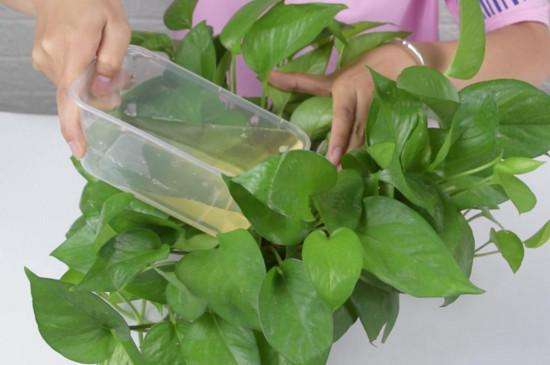 怎么制作水养绿萝的营养剂,养绿萝用专业营养液还是自制的好