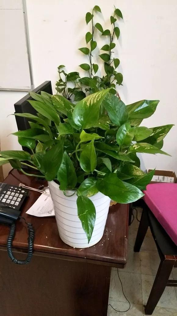 绿萝的生长过程有黄叶正常吗,绿萝黄叶的正确方法