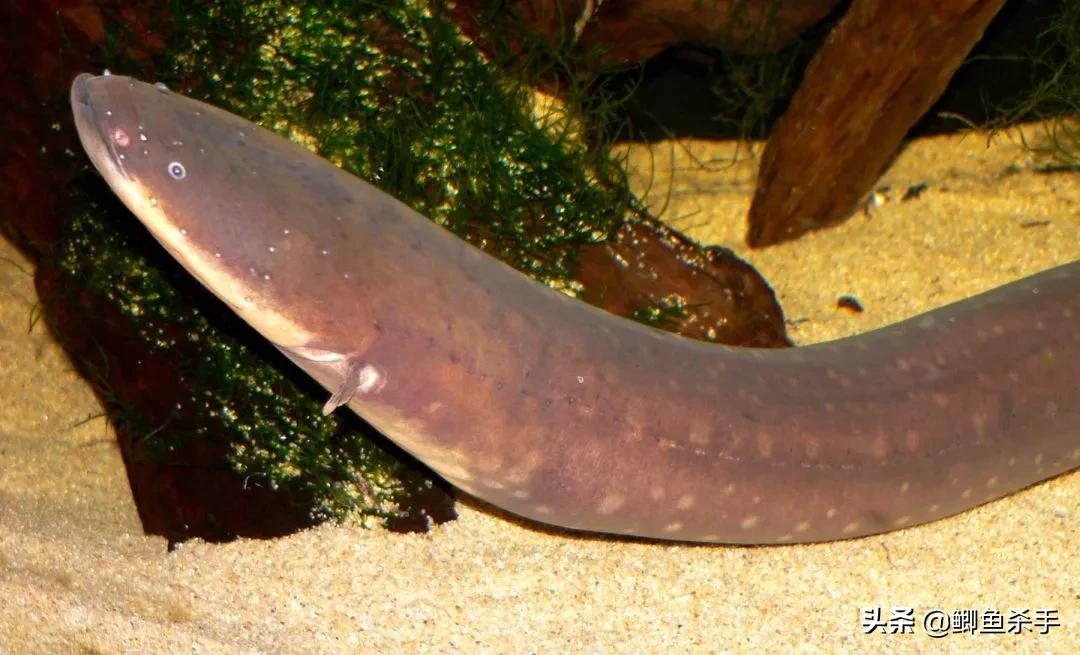 亚马逊河里面的最厉害的电鳗,为什么电鳗没能称霸亚马逊河