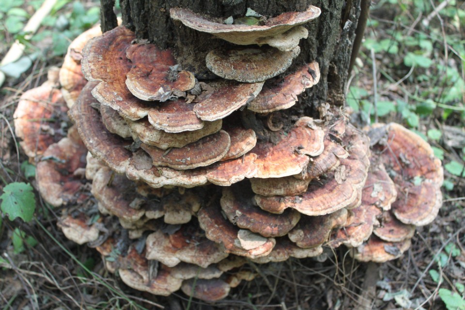 民间灵芝草故事,灵芝王故事