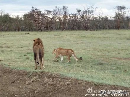 母狮一天发情40次，还追着公狮咬蛋蛋？根本不是这样啊....