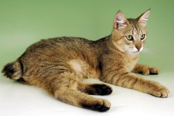 各种猫咪花纹品种,名贵品种猫咪大全