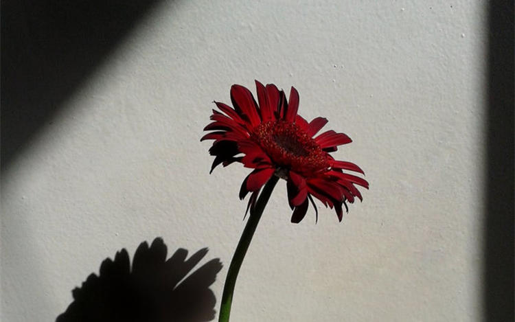 有一种爱叫做知己,有一种爱叫做知己伴侣