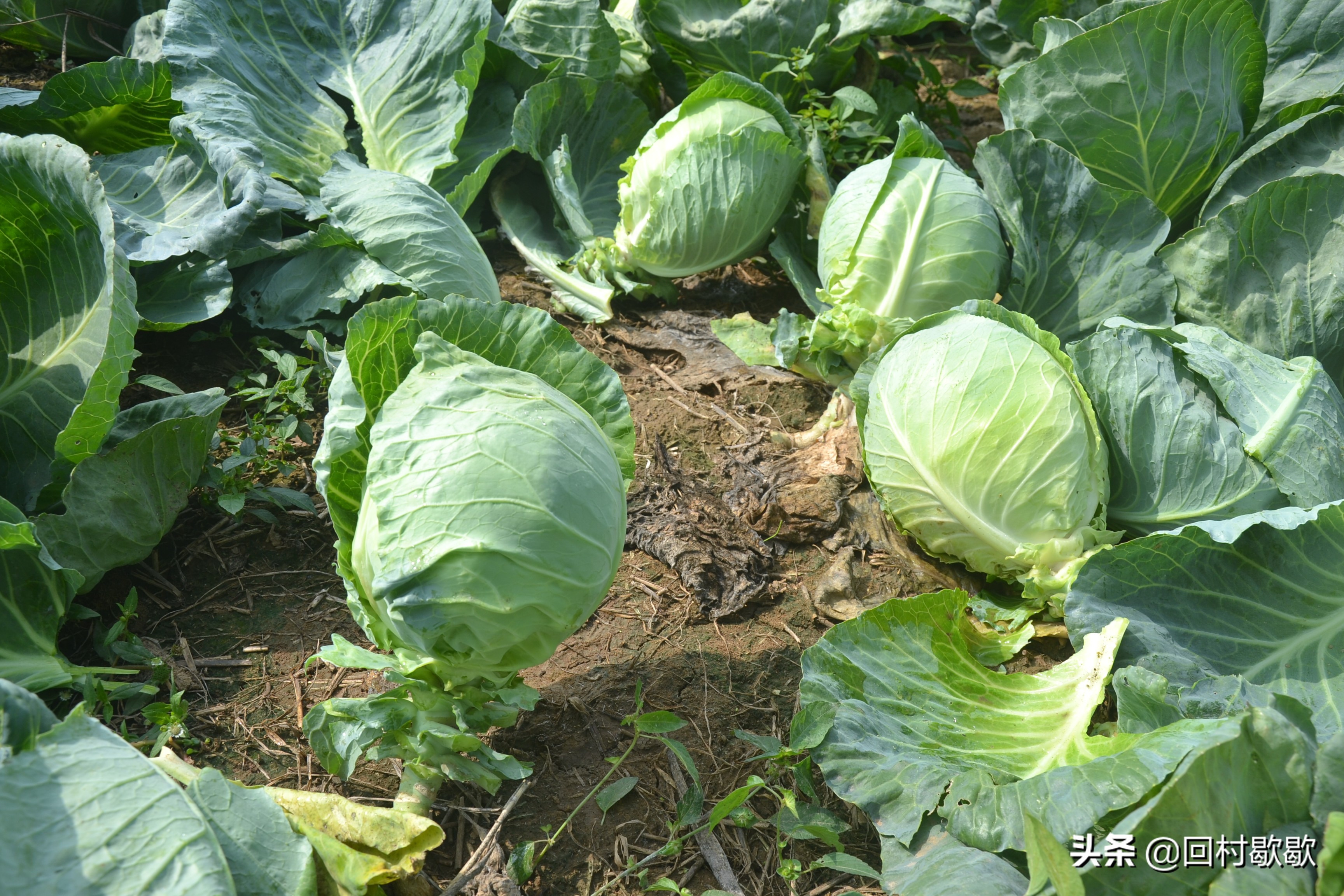 包头菜怎么处理,包头菜怎样储存冬天才能好吃
