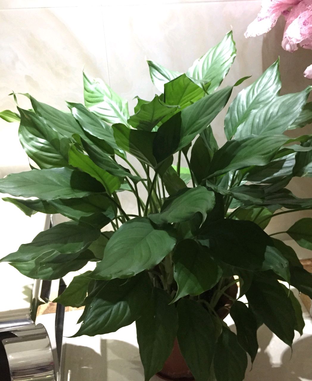 万年青叶子枯黄怎么回事,虎眼万年青叶尖枯黄怎么办