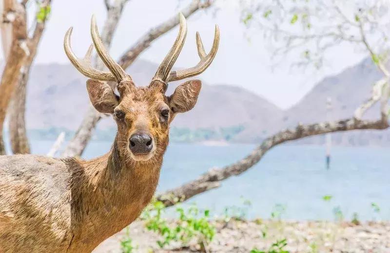 科莫多龙国家公园旅游攻略,科莫多沙滩旅游攻略