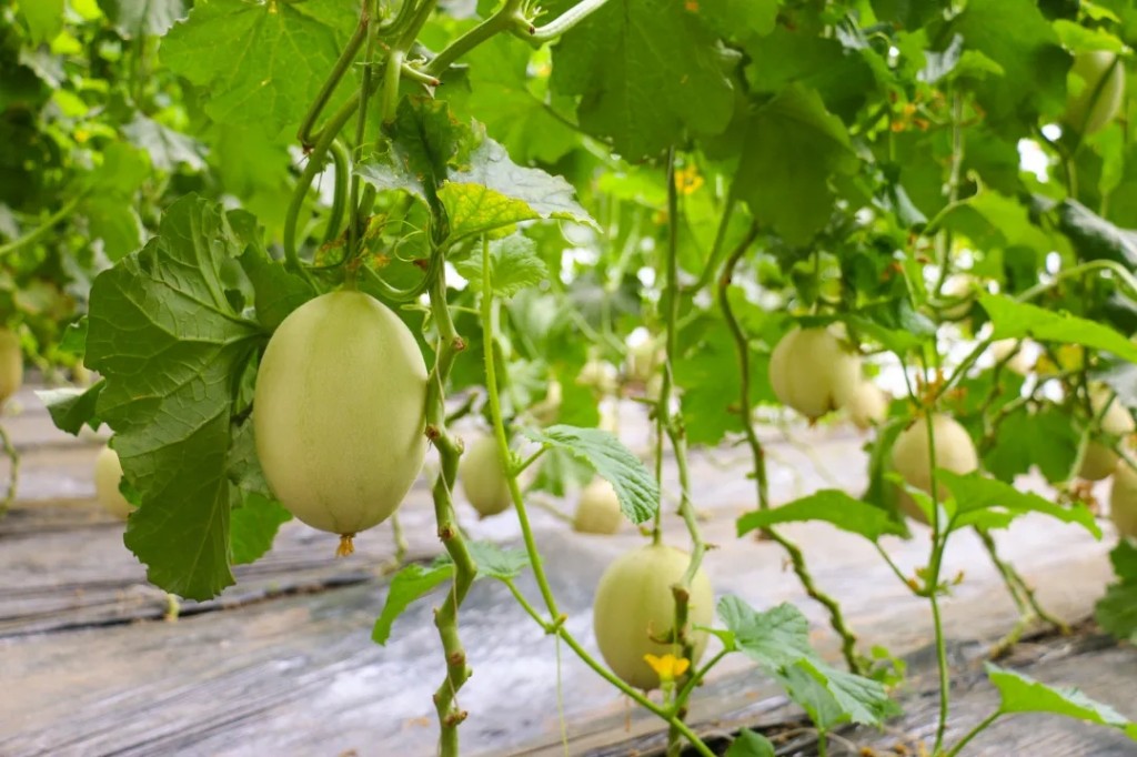 90后新农人回乡创业乡村振兴,大学生返乡创业与乡村振兴