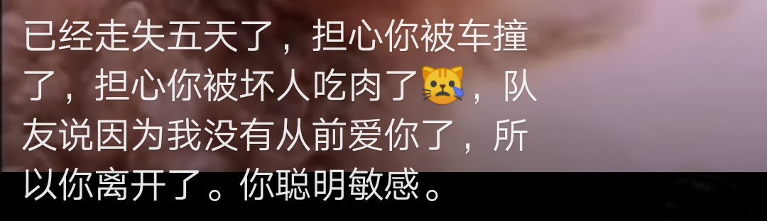 泰迪走失2天,泰迪走失后坐在原地