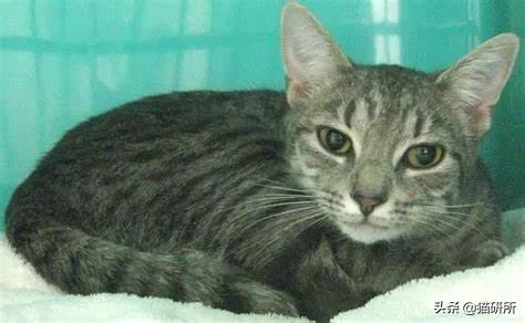 猫咪呼吸麻醉前需要诱导麻醉吗,猫镇静用什么