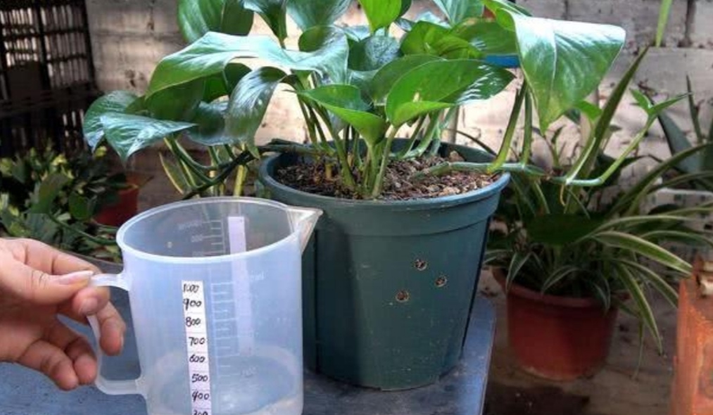 绿萝喜阴还是喜阳几天浇一次水,种植的绿萝喜水吗多久浇一次