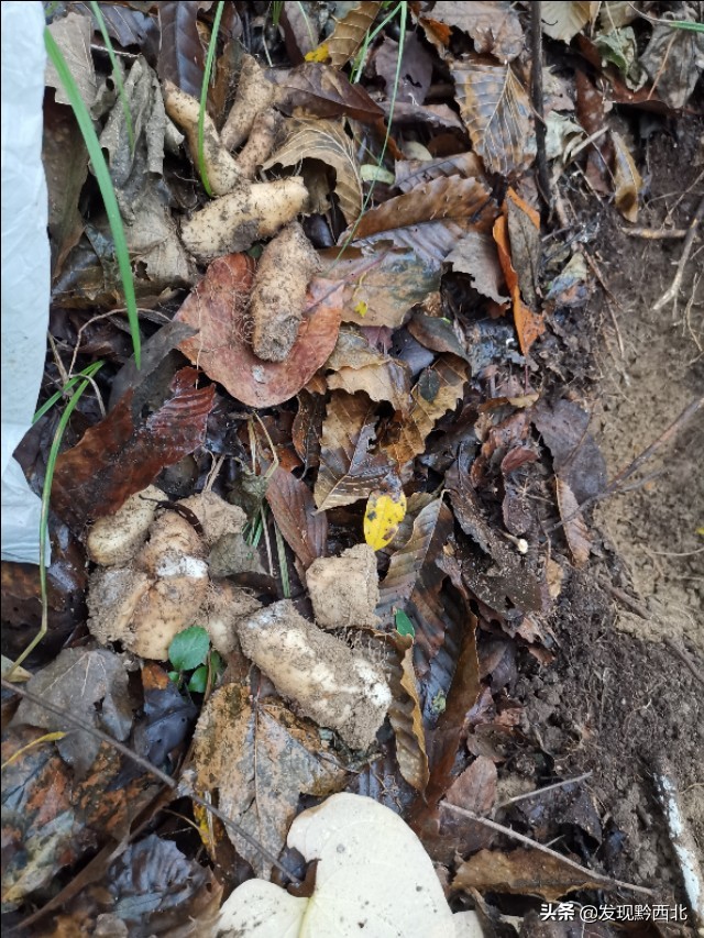 发现黔西北|毕节农村一种叫毛蕉的植物，做成食物很多人没有见过