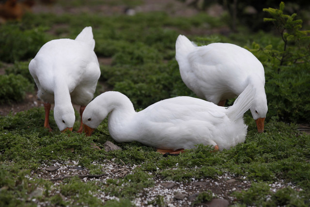 街上卖的烤鸭为什么那么便宜,大街上20几块钱的烤鸭