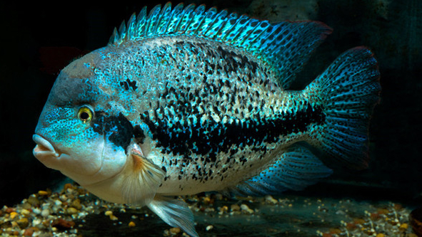 南美慈鲷,慈鲷有黑色的吗