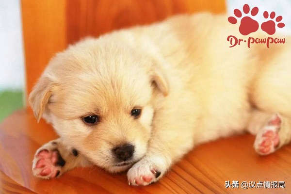 泰迪狗狗的脚红肿破皮怎么办,狗狗趾间炎怎么知道是不是过敏