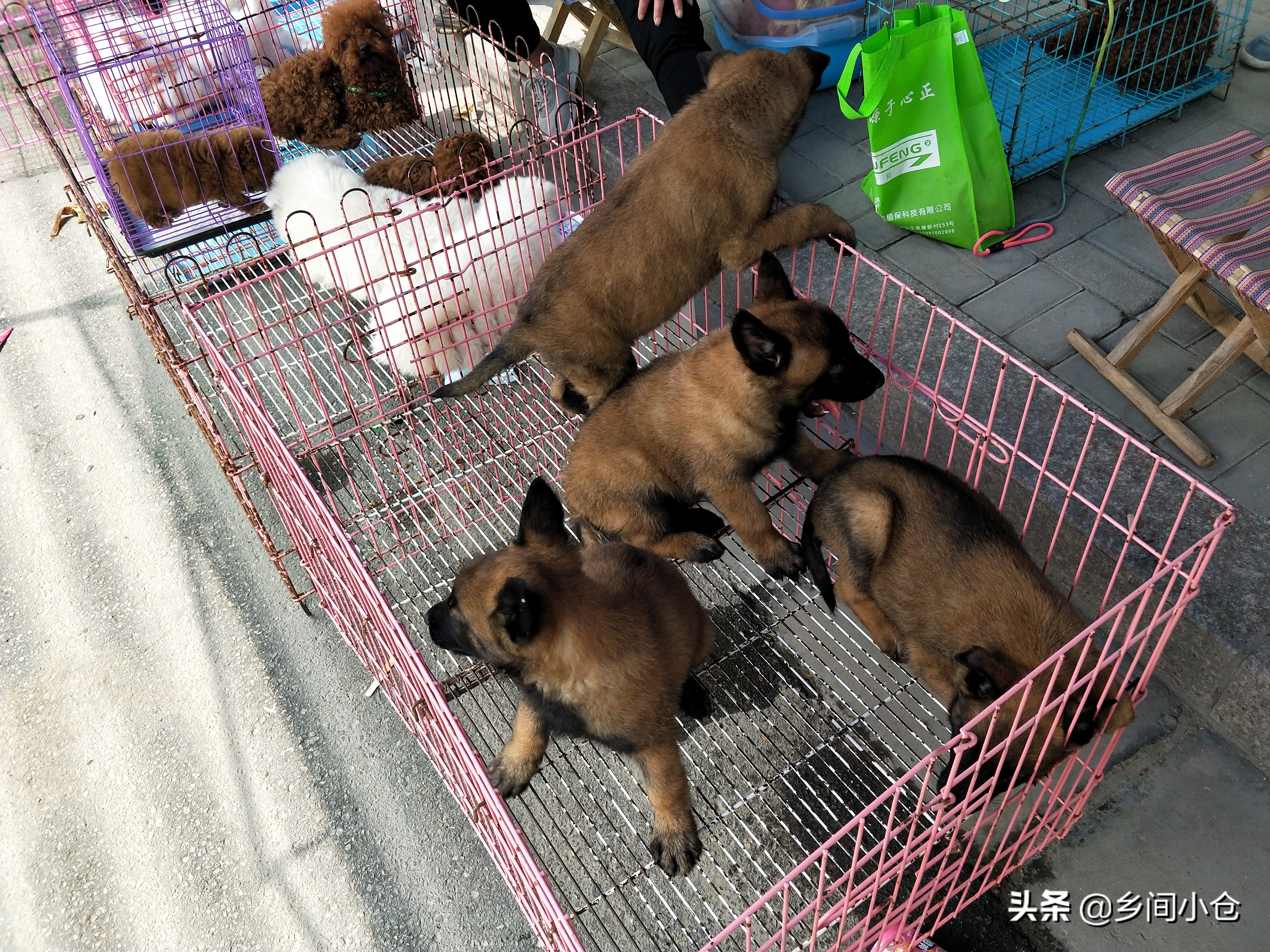 小妹子逛狗市遇到没见过的品种,大型狗市都有什么品种