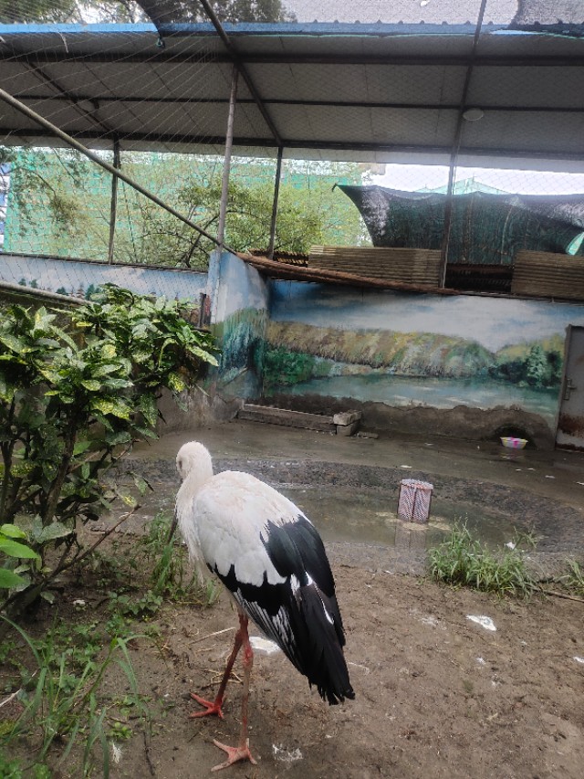 成都动物园游玩日记,成都动物园游玩心情