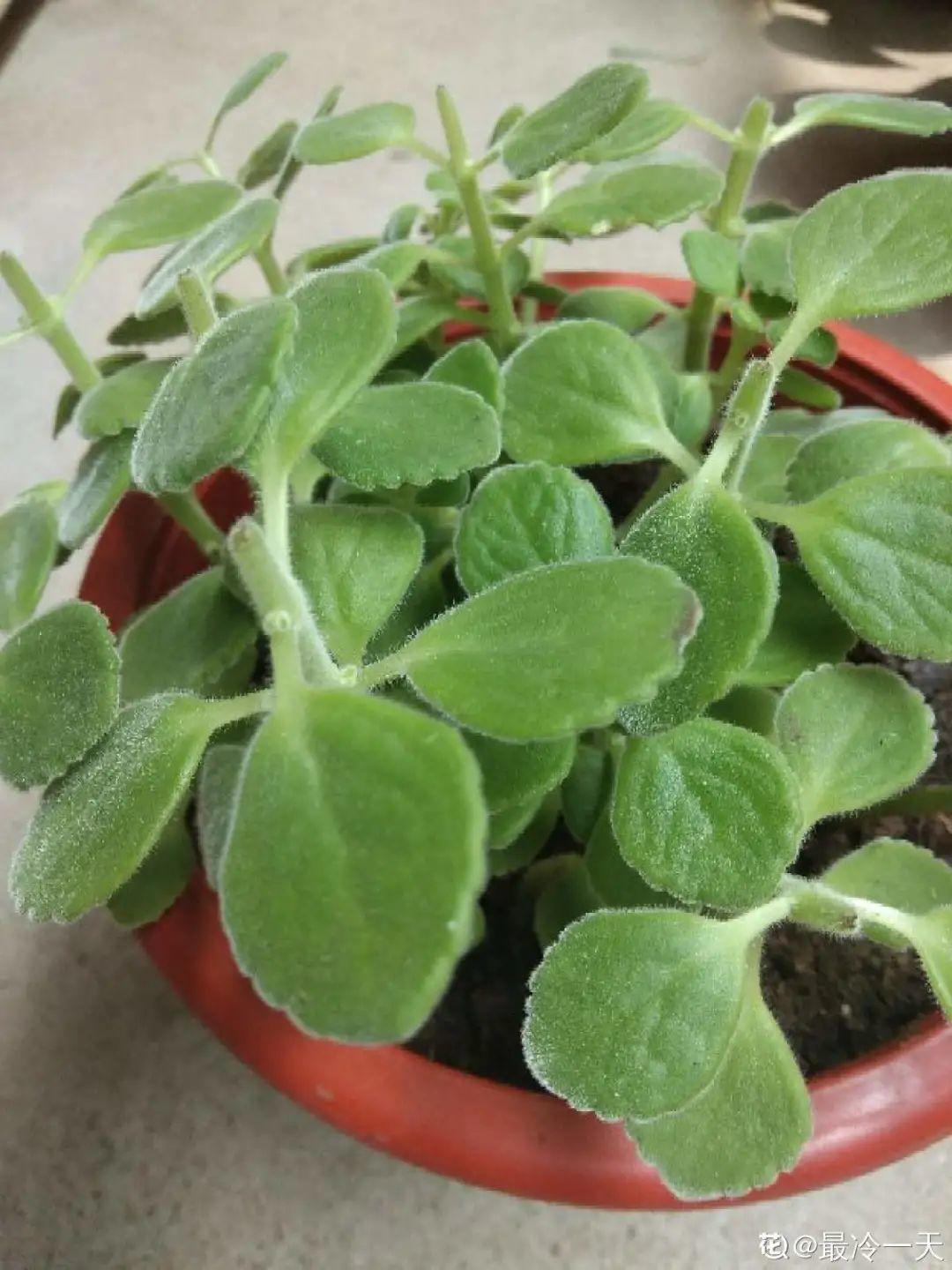 耐寒又好养的香水花,家里可以养法国香水花