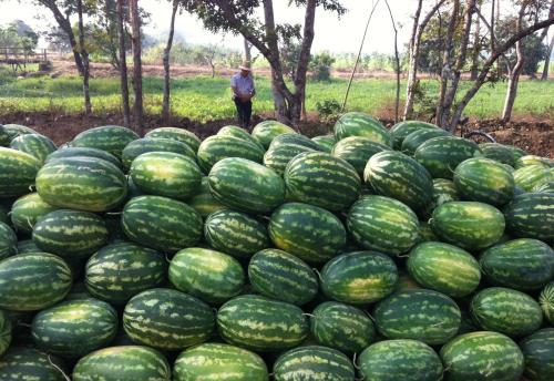 缅甸水果运回国,缅甸水果在清关路上