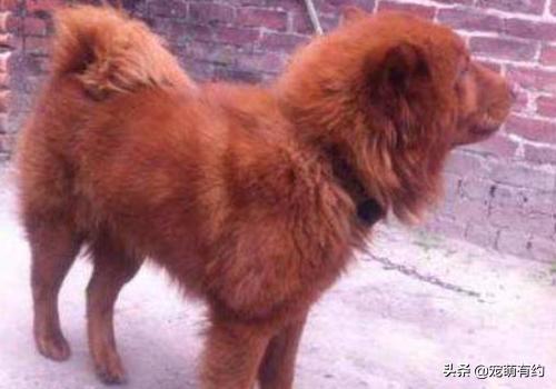 中华名犬，广东五红狗和广西笔尾灰犬，已濒临灭绝，急待拯救