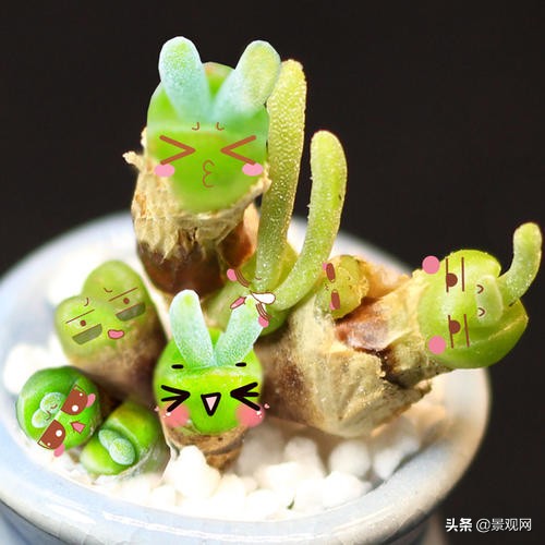 长大后的兔耳多肉,有一种长得像兔耳朵的多肉