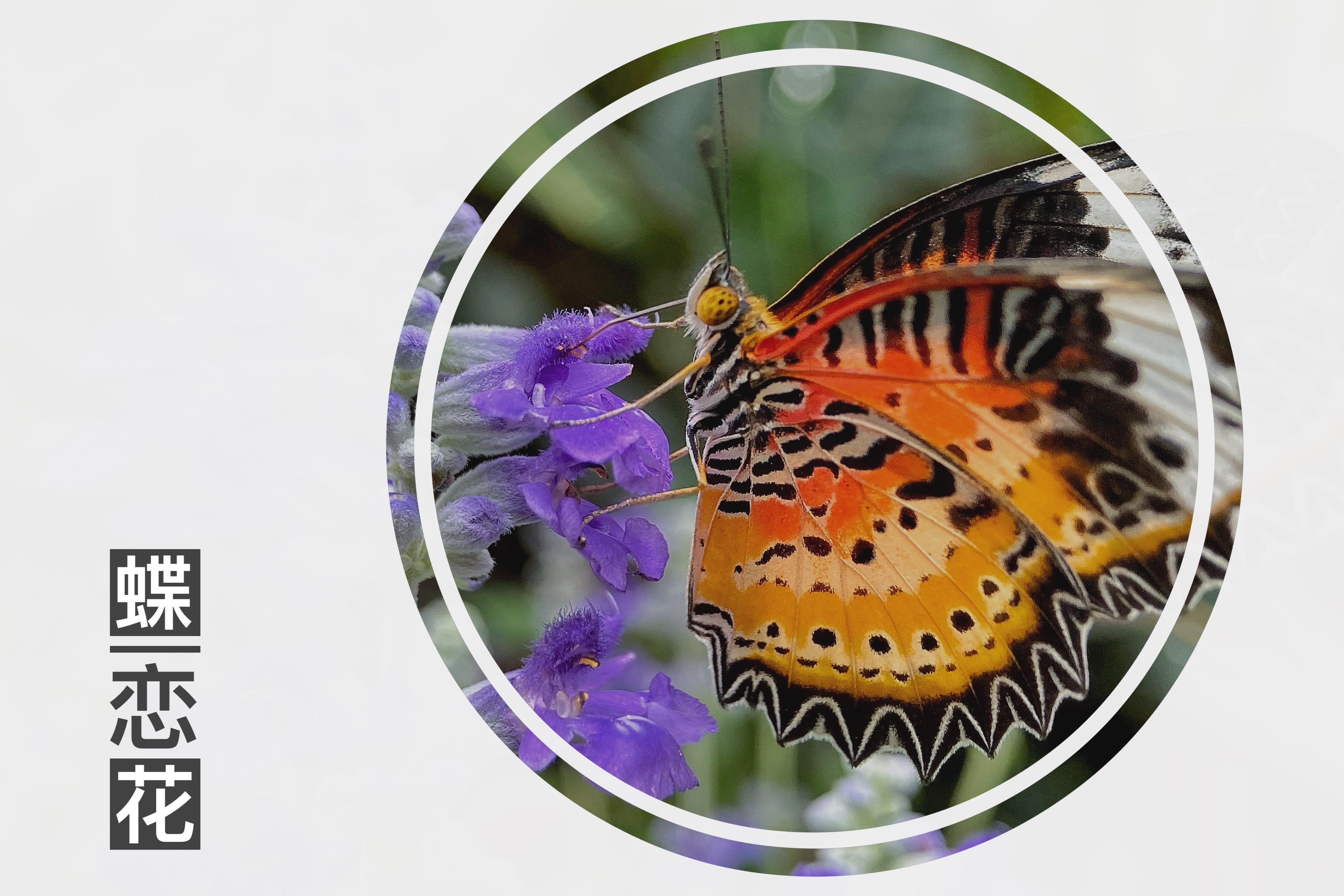 方形花边相框,方形拼图相框