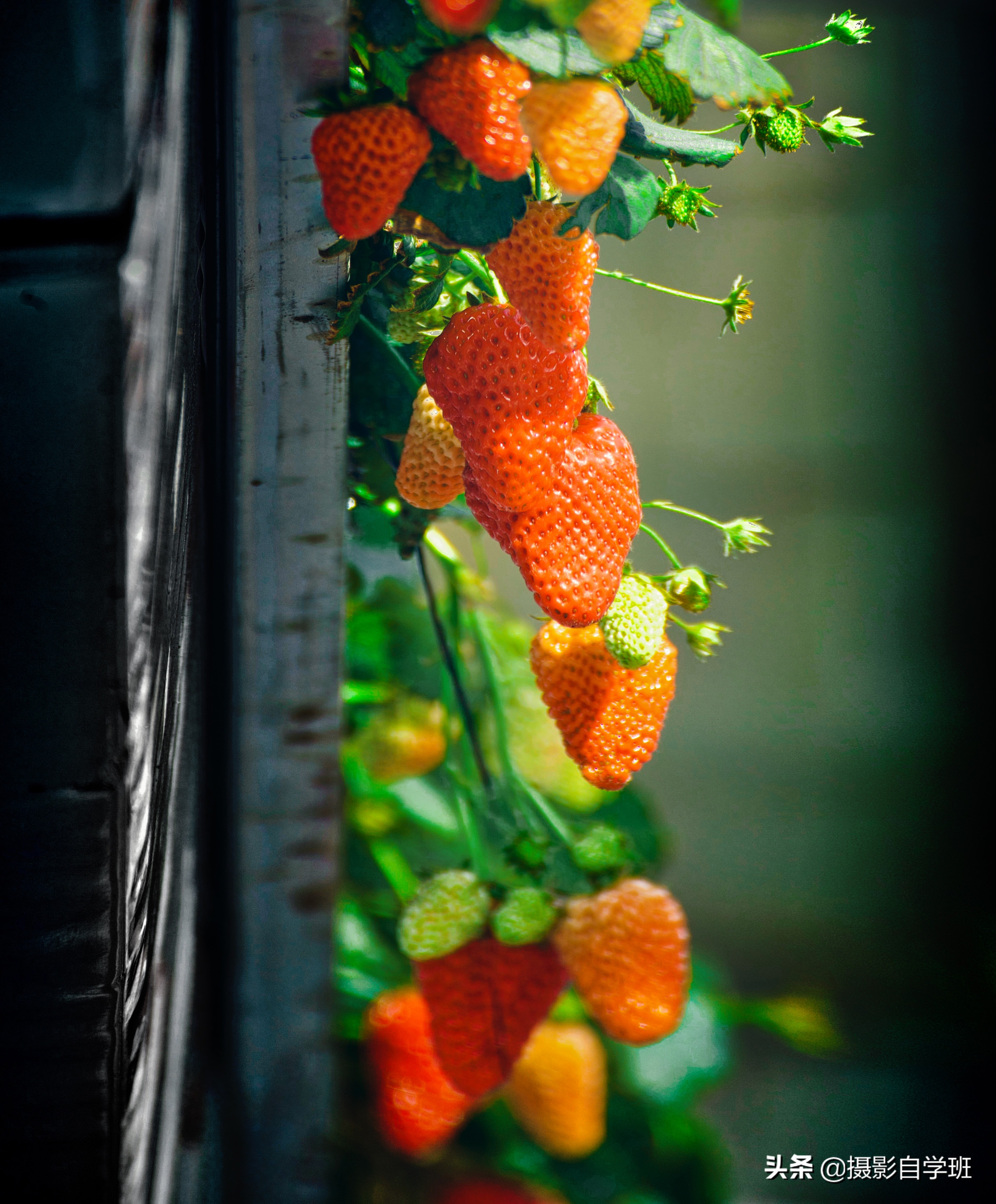 怎么拍出有质感的植物,如何拍出植物特别绿