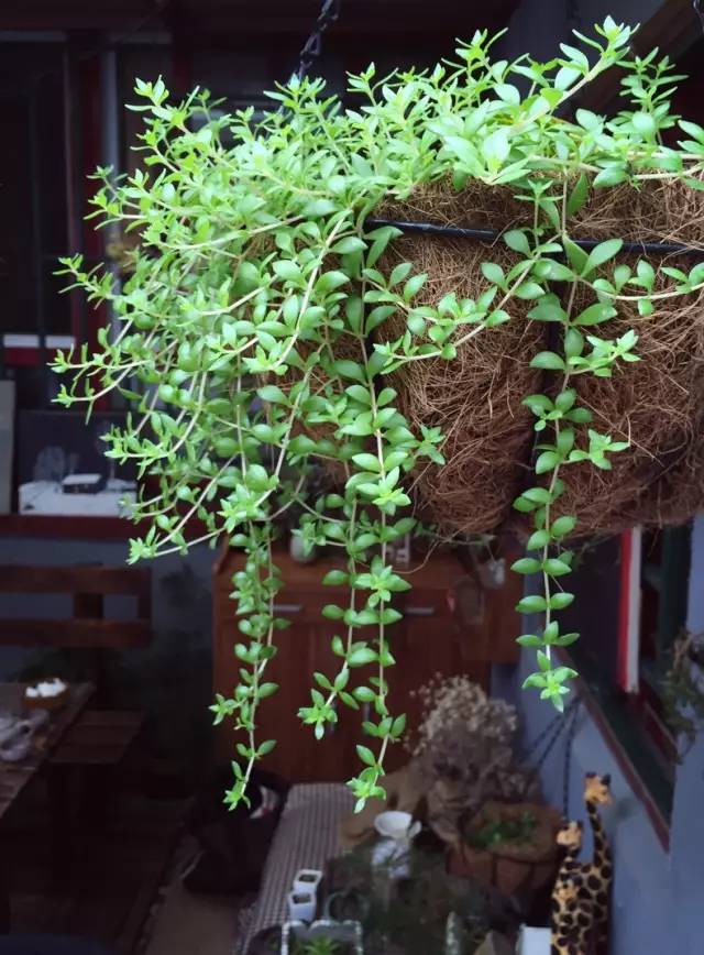 梦想改造家小户型,农村庭院改造效果图大全