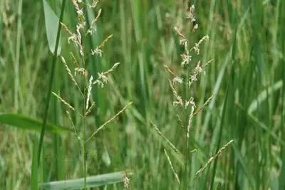 田里长草细看不是草,田间杂草的识别图片