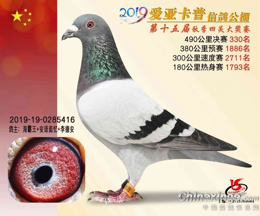 海霸王詹森纪录,冠霖公棚2017年获奖鸽欣赏