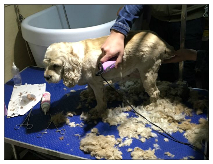 残疾狗狗多次被遗弃迎来10年大运,狗狗生病被遗弃却一步未离开