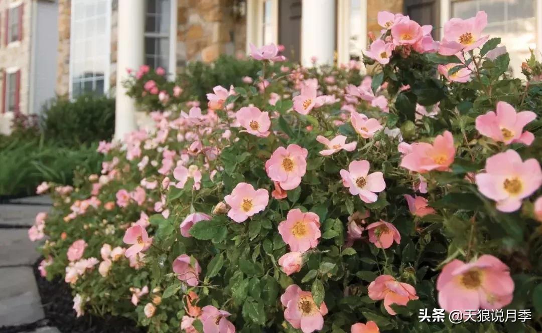 抗病性好的月季推荐,哪些月季品种抗病强