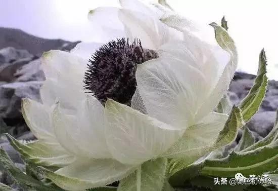 山上的雪莲花,山上雪莲的照片