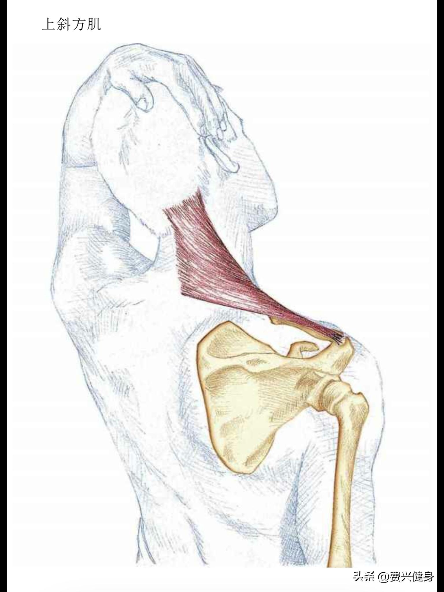 调理上交叉综合征动作,交叉综合症矫正方法