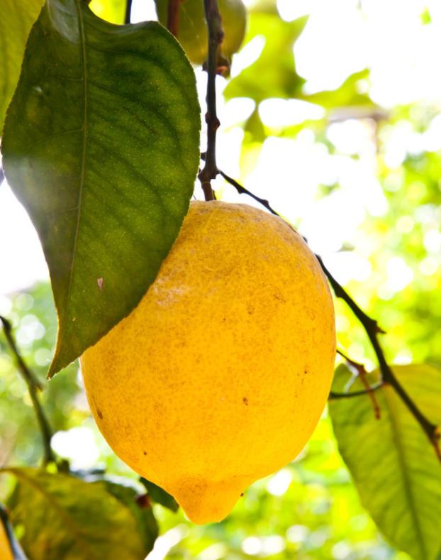 柠檬树种家里的好处,把柠檬树搬到阳光下