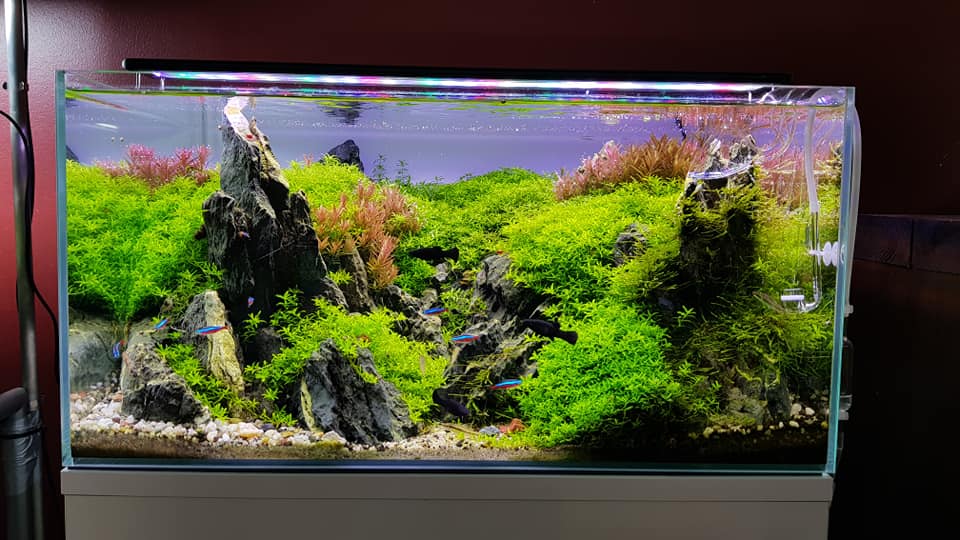 如何让鱼缸自己建立硝化系统,新手鱼缸怎么快速建立硝化系统