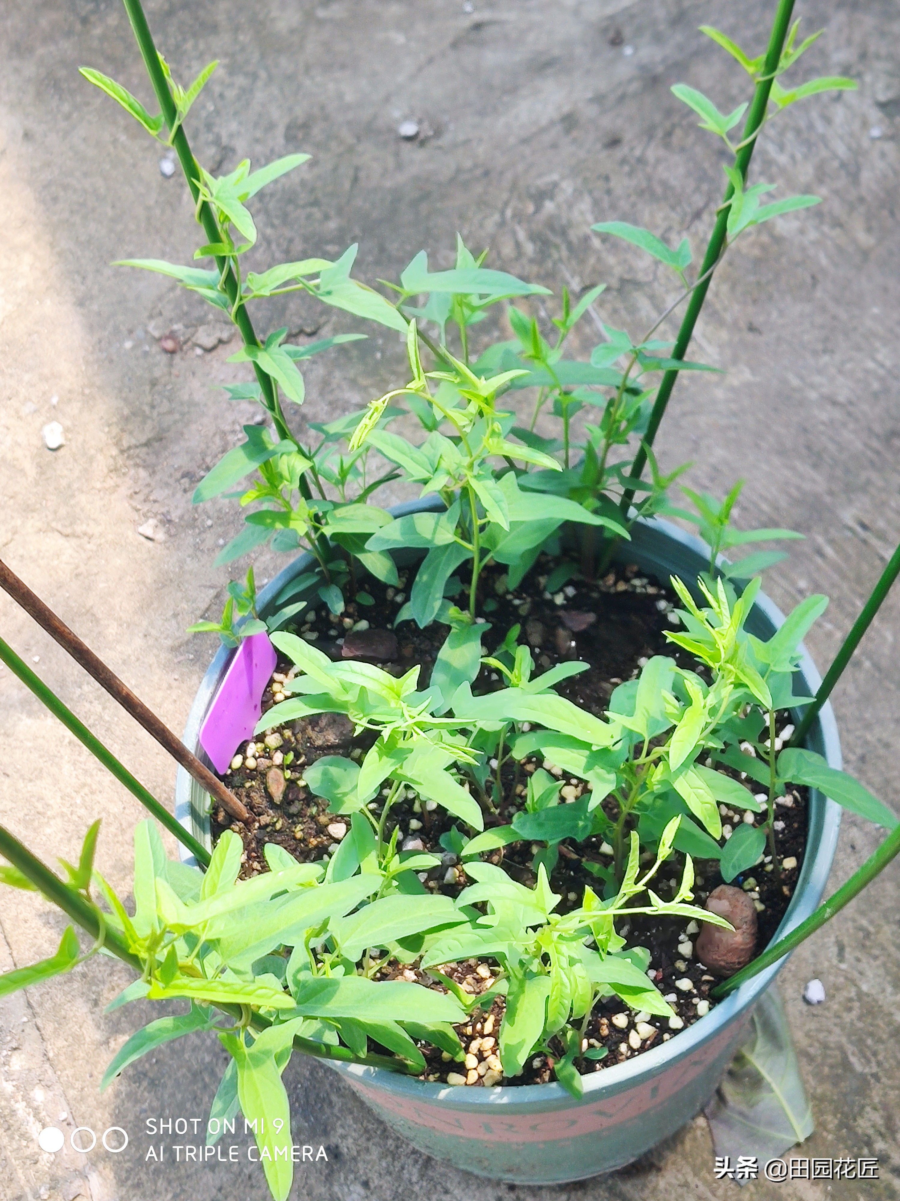 牡丹黄叶的处理方法,移栽的牡丹蔫蔫的怎么补救